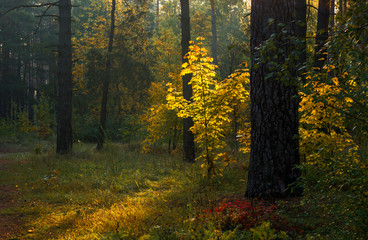 Forest. Sunny morning. Nice autumn weather. Beautiful autumn colors.