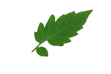 Fototapeta premium isolated​ tomato leaf​ on​ white​ background.​ green​ leaves​ on​ white​ background.