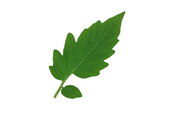isolated​ tomato  leaf​ on​ white​ background.​ green​ leaves​ on​ white​ background.