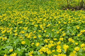 yellow rape field of dandelions