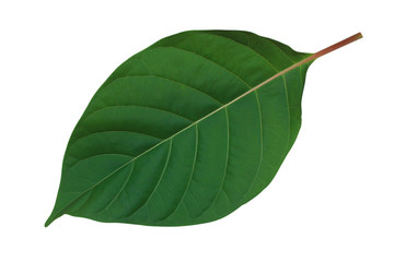 Obraz premium green​ leave​ isolated​ on​ white​ background.