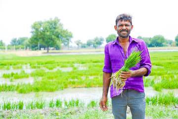 Fototapeta premium Indian labor holding rice field in farm