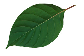 Obraz premium green​ leave​ isolated​ on​ white​ background.