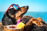 cute dog of dachshund, black and tan, buried in the sand at the beach sea on summer vacation holidays, wearing red sunglasses with coconut cocktail
