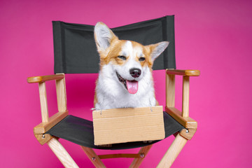 cute dog welsh pembroke corgi sits on a black director’s armchair with a cardboard plate  on a...