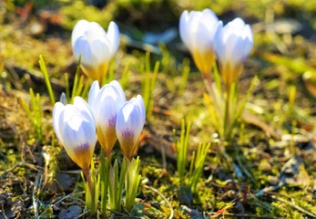 crocuses fresh purple flowers, close-up