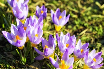 crocuses fresh purple flowers, close-up