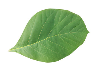 Fototapeta na wymiar teak​ leaf​ isolated​ on​ white​ background.