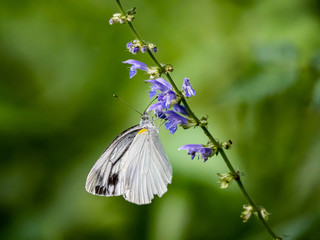 Garden white butterfly on small flowers in a Japanese forest 8
