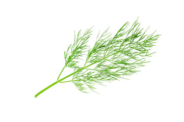 Fresh green dill isolated on a white background in close-up