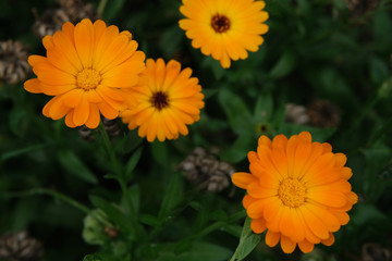 flowers marigold orange flowers top view