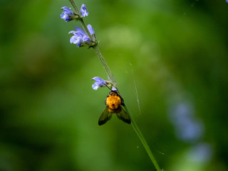 Japanese bumble bee on lavender flowers 3