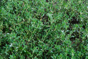 grass top view close-up insulation