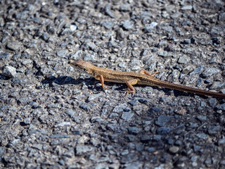 Japanese grass lizard on a walking path 2