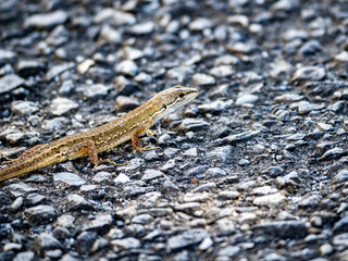 Japanese grass lizard on a walking path 4