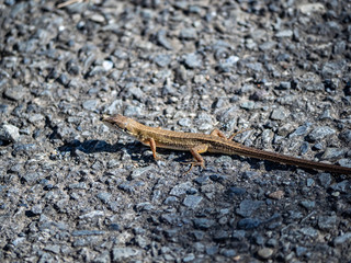Japanese grass lizard on a walking path 3