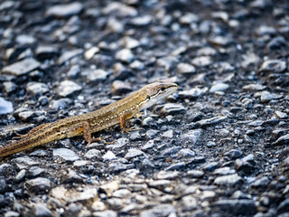 Japanese grass lizard on a walking path 10