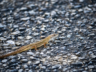 Japanese grass lizard on a walking path 5
