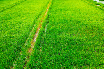 Rice field on landscape background in India 