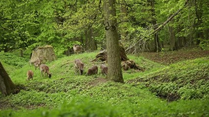 Deers on territory of medieval castle Blatna in spring time, Czech Republic