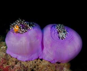 Underwaterphoto of purple anemons and clownfish from a scuba dive at Phi Phi Islands in Thailand