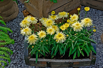 Close up of the Leucanthemum 'Goldrush' in a wooden container