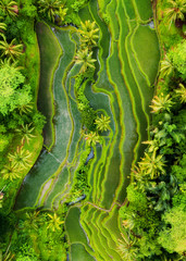 Aerial view of rice terraces. Landscape with drone. Agricultural landscape from the air. Rice terraces in the summer. UNESCO World Heritage - Jatiluwih rise terrace, Bali, Indonesia. Travel - image