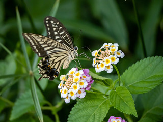 xuthus swallowtail butterfly on lantana flowers 5