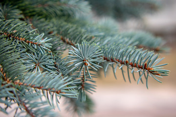 Branches of blue spruce closeup as a background for New Year's greetings