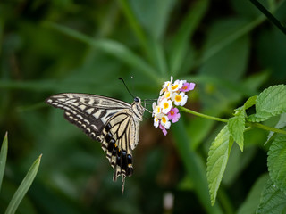 xuthus swallowtail butterfly on lantana flowers 16