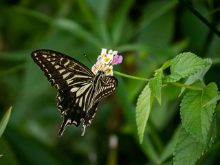 xuthus swallowtail butterfly on lantana flowers 18