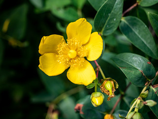 Fototapeta na wymiar Yellow St. John's wort flowers in a Japanese forest 1