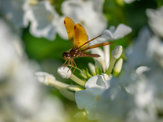 Dragonfly in garden