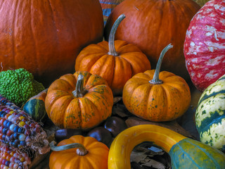 Pumpkin in still life