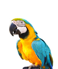  Blue yellow macaw parrot on white background 