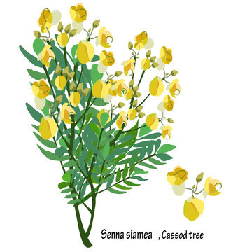 Senna, casuar tree, Thai copper pods, part of the buds, yellow bouquet,illustration, Thai herb plant alternative medicine. nature