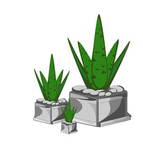 Succulent plant,Small pot of cactus isolated on white background.are by far one of the easier plants to care and in House plants, Plants for Home Decoration,  Indoor or office gar