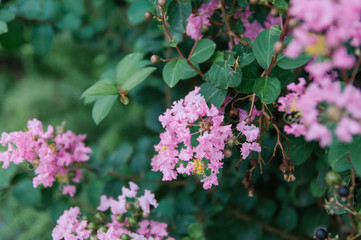 Crape myrtle flowers blooming in summer