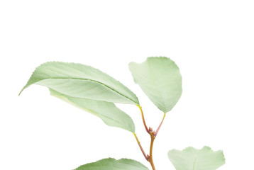 Beautiful green leaves.