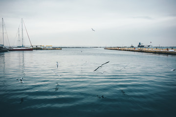 Flying seagulls and seaport