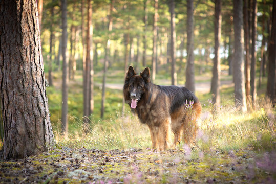 German shepherd dog walking forest