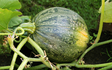 Pumpkin grows on the ground in a vegetable garden 