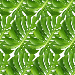 seamless pattern green swiss chesses plant, natural illustration
