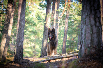 German Shepherd dog walking in forest