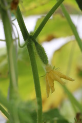 cucumber flowers, small cucumbers