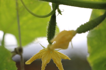 cucumber flowers, small cucumbers