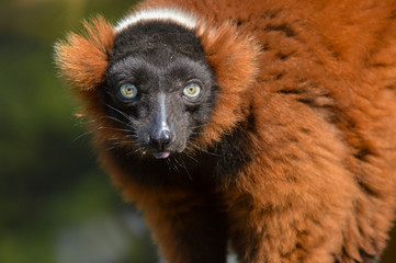 Obraz premium red ruffed lemur