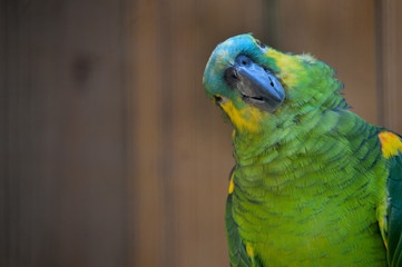 Amazon parrot