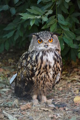 portrait of an owl