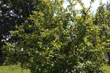 Fototapeta premium ripe apples on tree